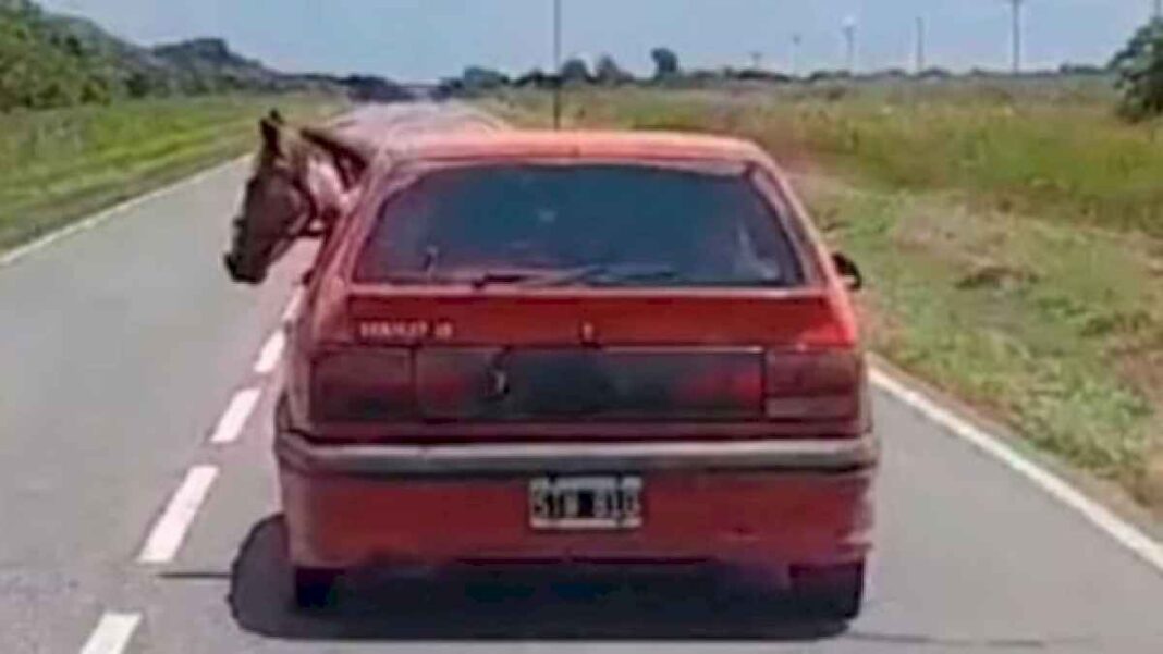 insolito-video-en-cordoba:-conducia-por-la-ruta-con-un-caballo-adentro-de-un-auto-renault-19