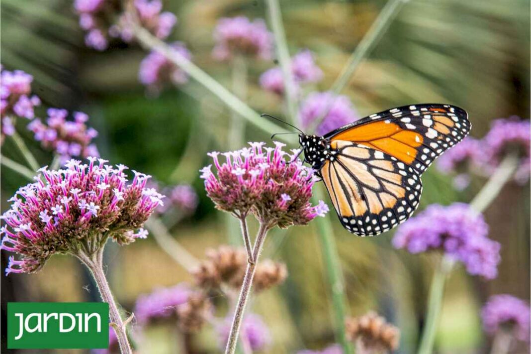 las-10-plantas-que-llenaran-de-mariposas-tu-jardin