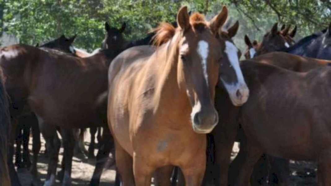 encefalitis-equina:-confirmaron-la-primera-muerte-en-cordoba