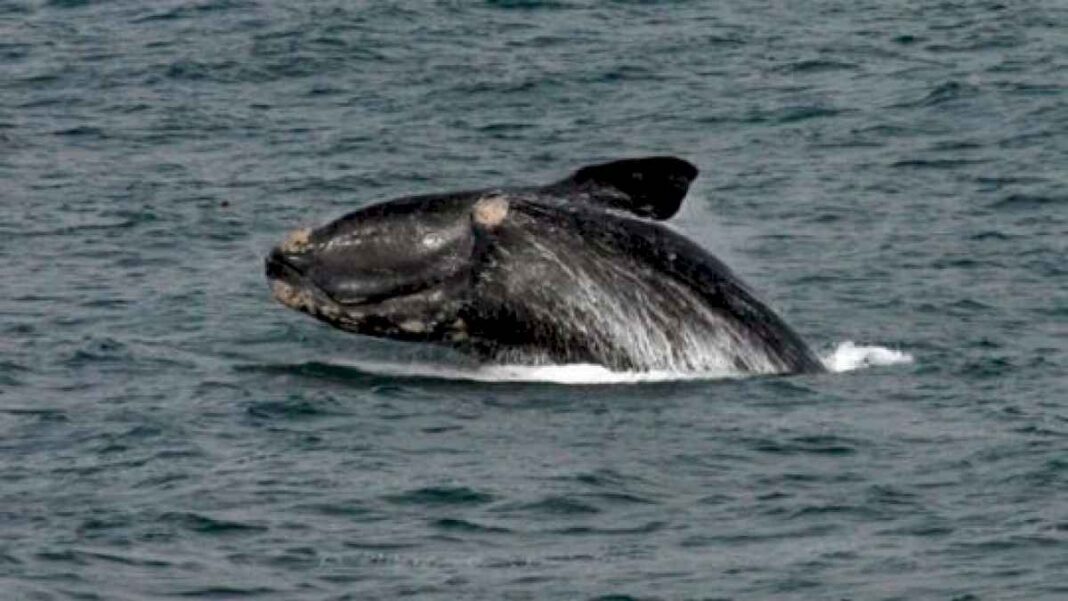 ambientalistas-norteamericanos-buscan-evitar-que-desaparezca-la-ballena-franca-glacial