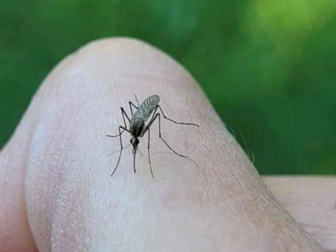 invasion-de-mosquitos:-por-que-infestaron-la-region-metropolitana-y-hasta-cuando-durara-el-fenomeno