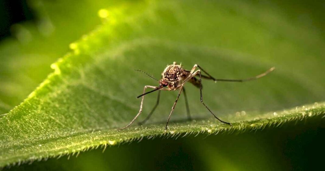 invasion-de-mosquitos:-las-«trampas-tech»-mas-efectivas-ante-la-escasez-de-repelentes