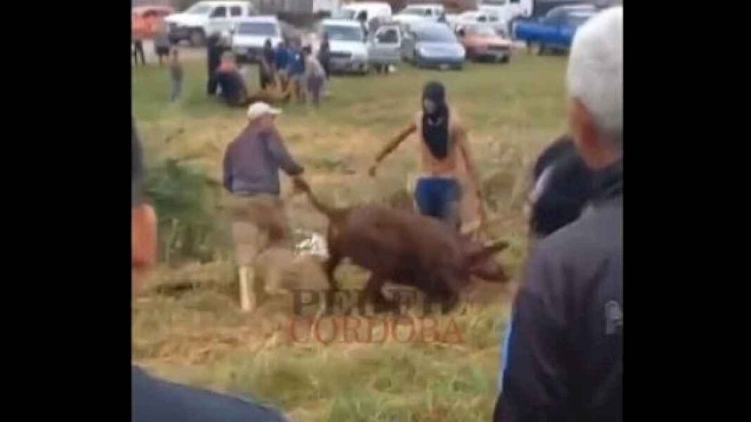 ‘juegos-del-hambre’:-entre-risas,-vecinos-de-rio-cuarto-mataron-a-golpes-y-faenaron-vacas-de-un-camion-volcado