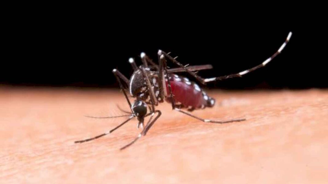 epidemia-de-dengue:-los-casos-de-esta-temporada-superan-los-269-mil-y-hay-197-fallecidos