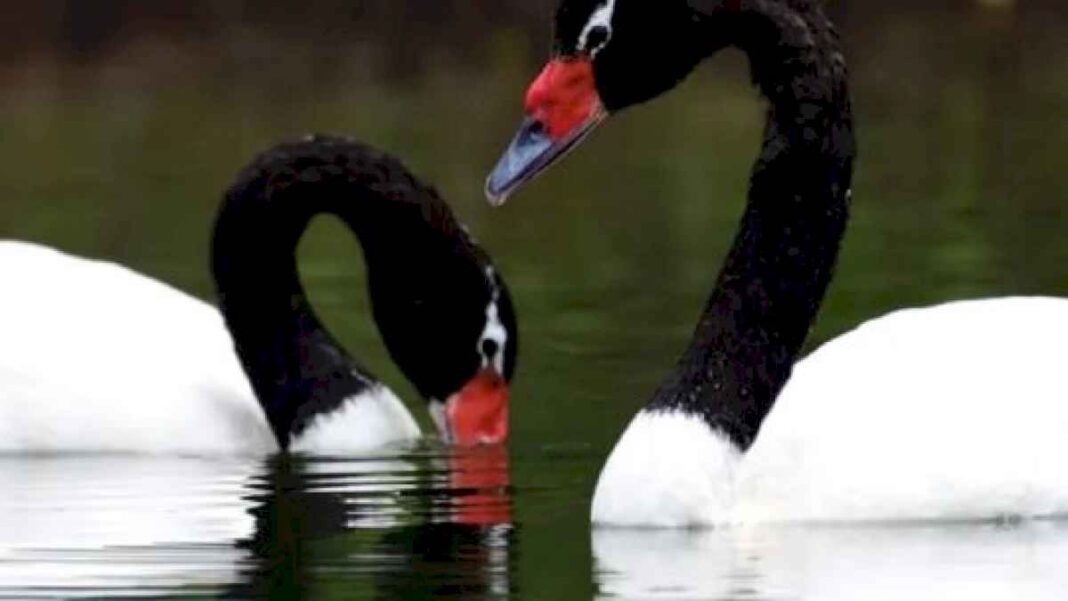 sorpresa:-avistan-a-dos-cisnes-de-cuello-negro-en-el-parque-nacional-lago-puelo