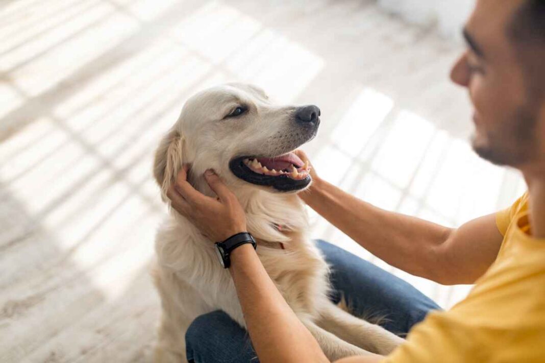 un-veterinario-explico-que-beneficios-tienen-las-vitaminas-a,-b-y-c-para-los-perros