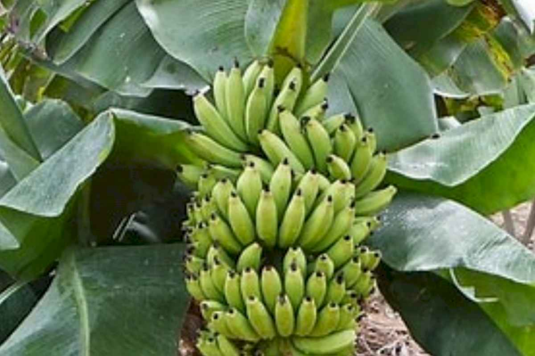 muy-interesantes:-cuales-son-los-secretos-del-banano-o-platano-en-la-alimentacion-de-las-vacas