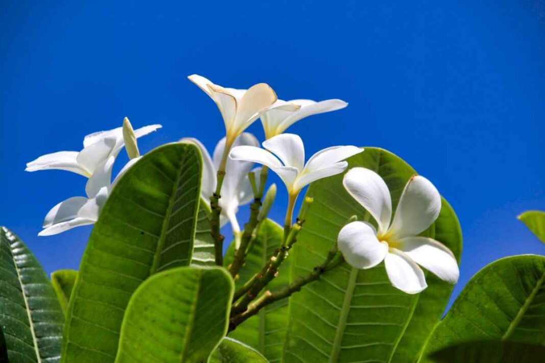 ideal-para-el-verano:-el-arbol-tropical-que-huele-increible-y-puede-transformar-el-jardin