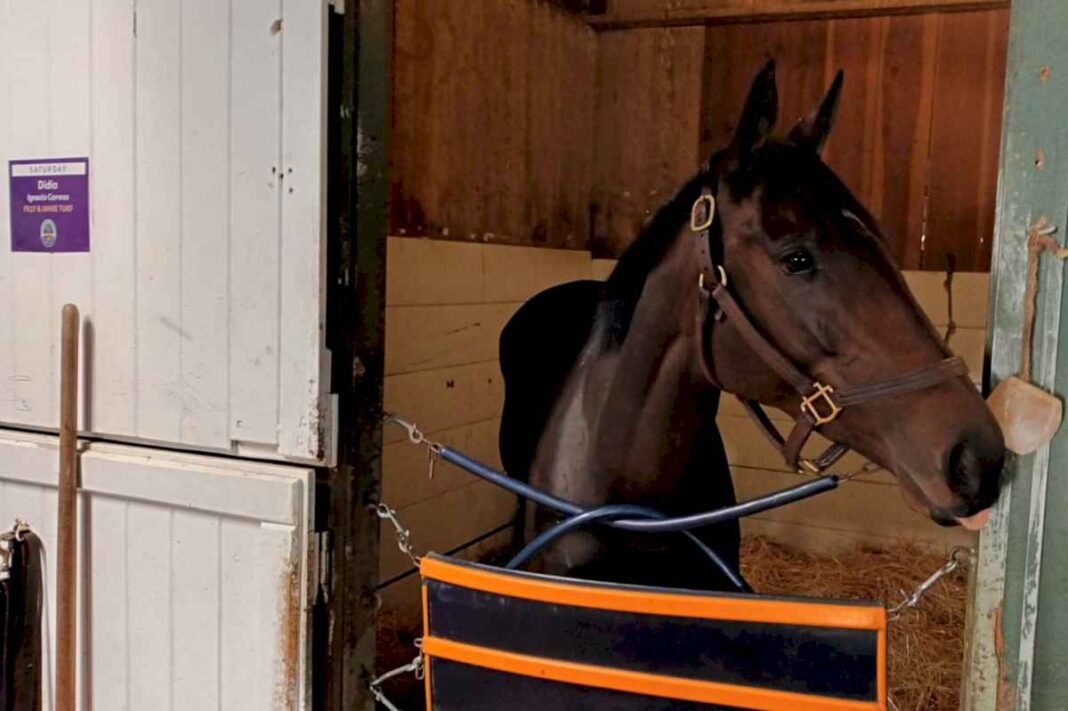 breeders-cup:-cuatro-caballos-argentinos-anotados,-record-de-extranjeros-y-30-millones-de-dolares-en-premios