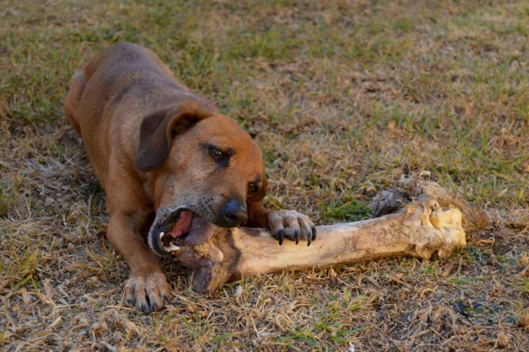 cuales-son-las-cinco-cosas-que-no-podes-hacer-nunca-con-tu-perro,-segun-un-veterinario