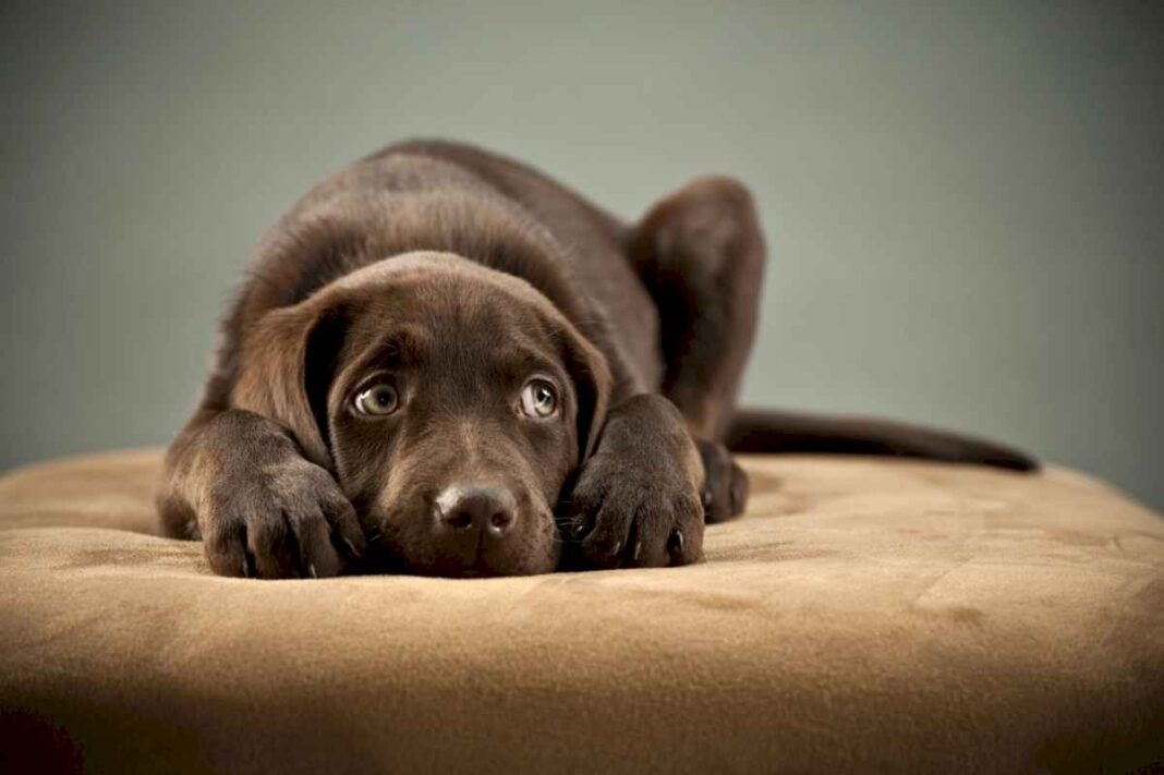 estos-son-los-sintomas-de-un-tumor-intestinal-en-perros,-segun-una-veterinaria