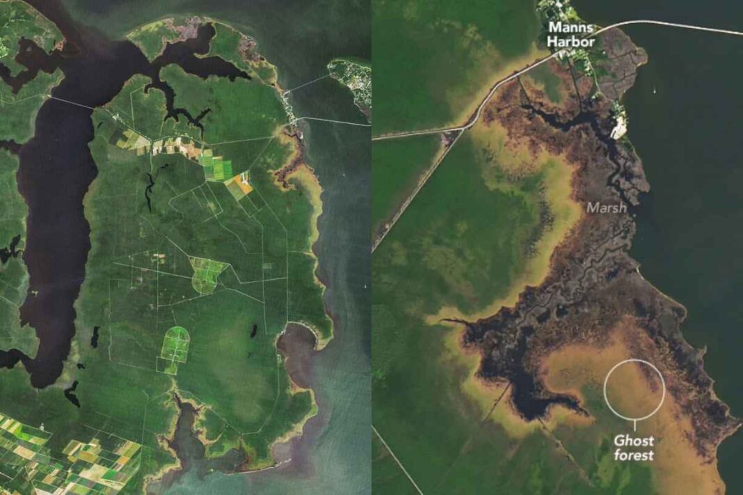 asi-son-las-imagenes-de-la-nasa-que-revelan-bosques-fantasmas-que-se-propagan-en-carolina-del-norte