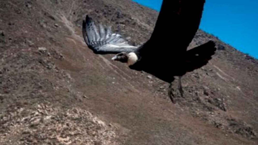 regresan-a-su-habitat-a-un-condor-andino-tras-superar-intoxicacion-por-agrotoxicos