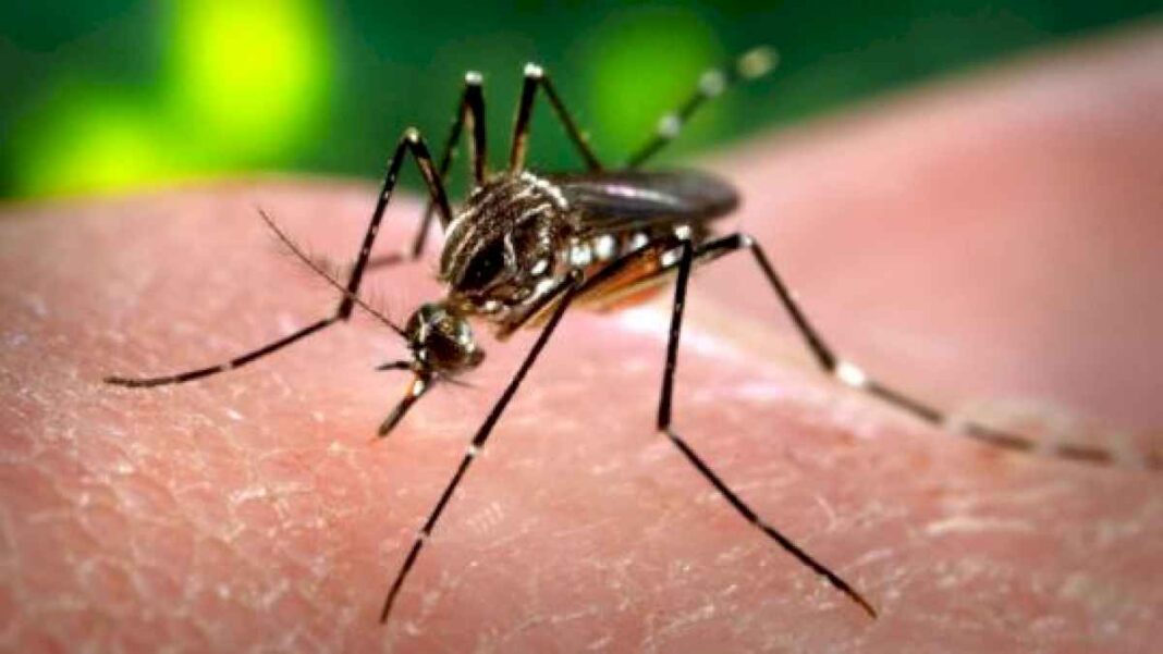 nueva-temporada-de-dengue:-ya-se-confirmo-el-primer-caso-autoctono-en-la-provincia-de-buenos-aires