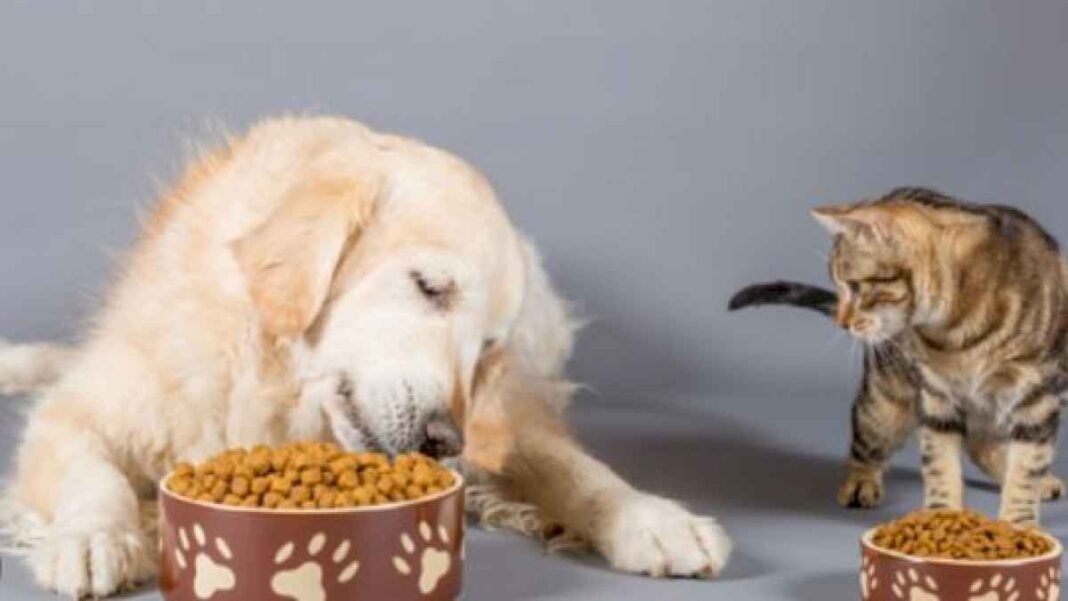 como-lograr-que-nuestros-animales-reciban-una-alimentacion-clave-para-su-salud?