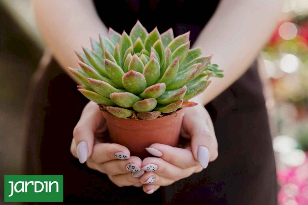 dime-que-follaje-tienen-tus-plantas-y-te-dire-que-necesitan