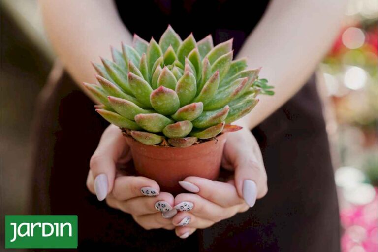 dime-que-follaje-tienen-tus-plantas-y-te-dire-que-necesitan