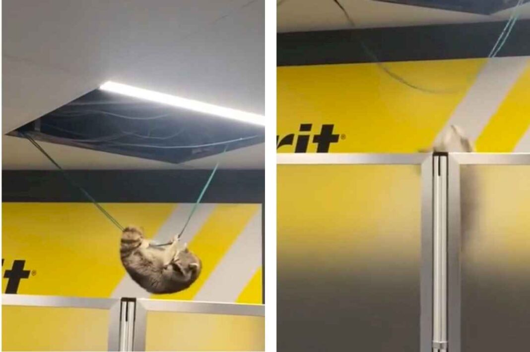 caos-en-el-aeropuerto-de-nueva-york:-un-mapache-cayo-del-techo-y-causo-terror-entre-los-pasajeros