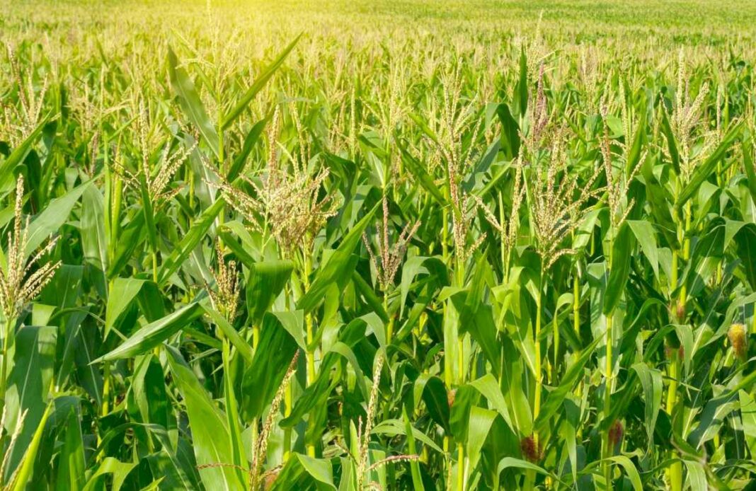 maiz-tardio:-mejoran-las-perspectivas-del-cultivo,-pero-no-se-puede-descansar-en-lo-que-se-logro-en-el-invierno