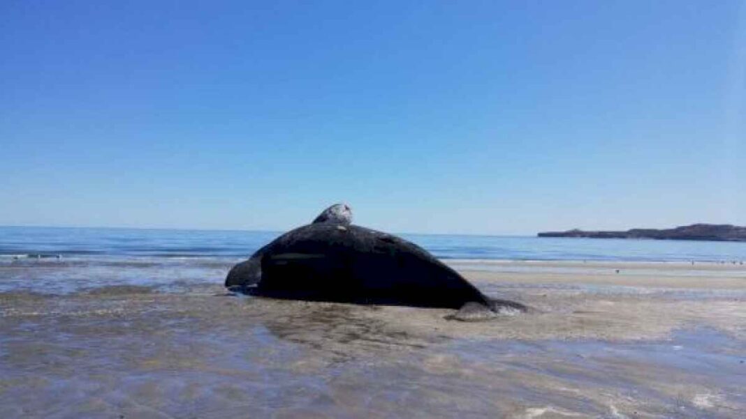 la-marea-roja-seria-la-causante-de-la-muerte-de-21-ballenas-en-las-costas-patagonicas