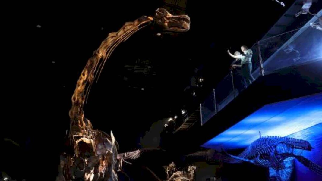 el-dinosaurio-mas-grande-del-mundo-se-exhibe-por-primera-vez-en-un-museo-de-la-patagonia