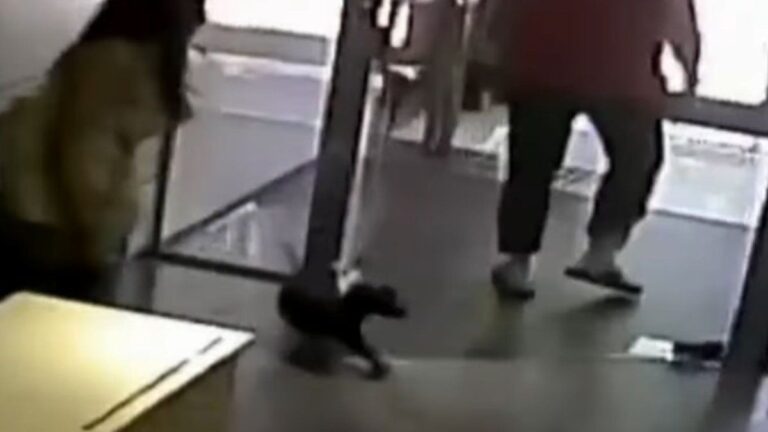 Balvanera: pateó a su perro y ahora amenaza a sus vecinos que lo denunciaron