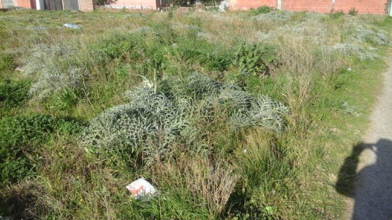 Dueños de baldíos en jaque: se enfrentan a multas millonarias por no limpiarlos