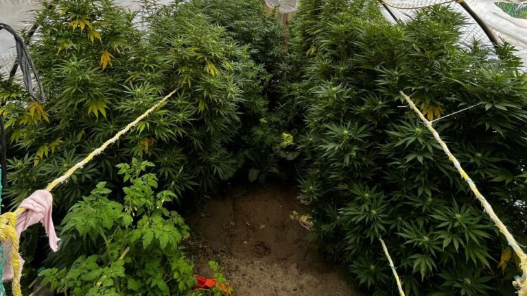 Allanamiento en Comodoro: Detenidos y cultivo de marihuana descubierto