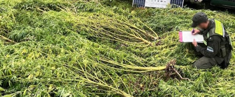 Desarticularon una red de narcotráfico: tenían más de 500 plantas de marihuana