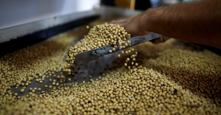 Por qué se está vendiendo menos soja y cayó el precio tras la salida del cepo