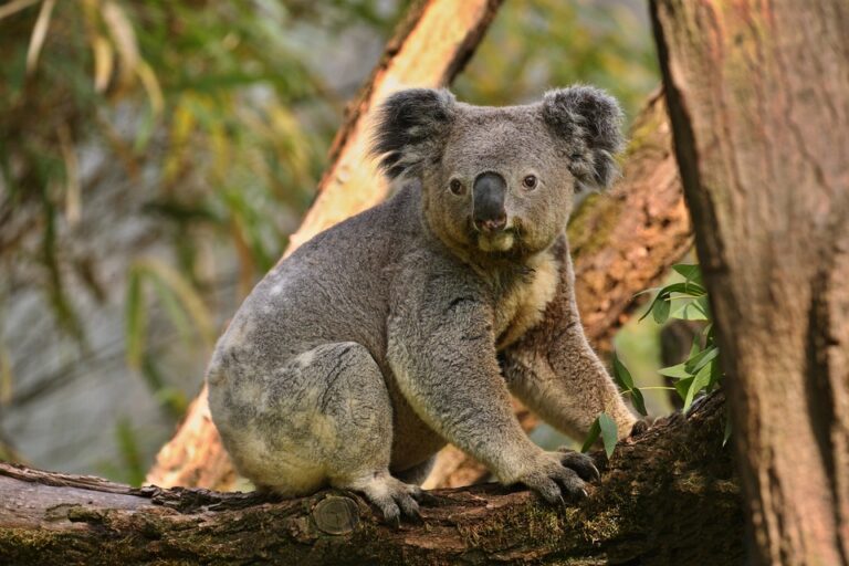 Australia sacrificó a 750 koalas con francotiradores desde helicópteros