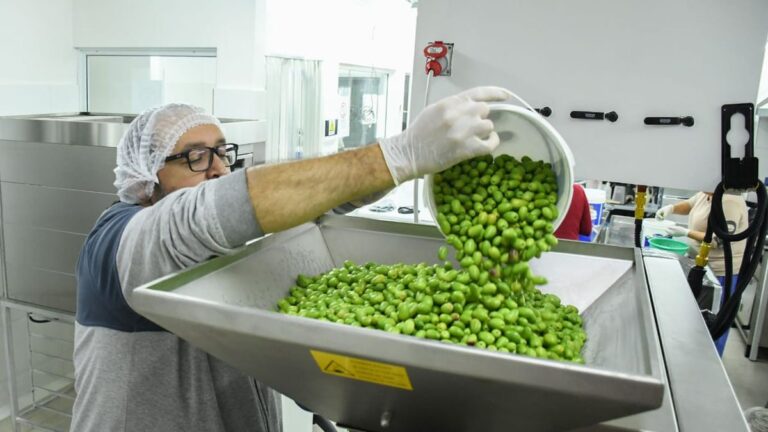 Elaborarán aceite de oliva con sello Comodoro