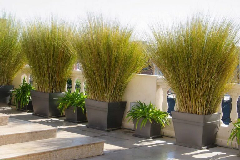 Las mejores plantas que resisten al viento: bellas y fáciles de cuidar