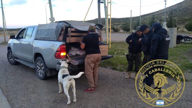 Llevaba en su Hilux carne de jabalí y 5 gallinas vivas