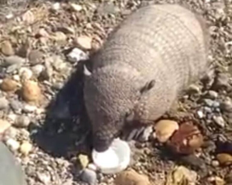 Solo en Comodoro: un usuario dio en adopción a un piche y sorprendió con los detalles del animal