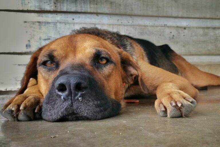 Aumentan los casos de moquillo canino en Comodoro: síntomas, contagio y prevención