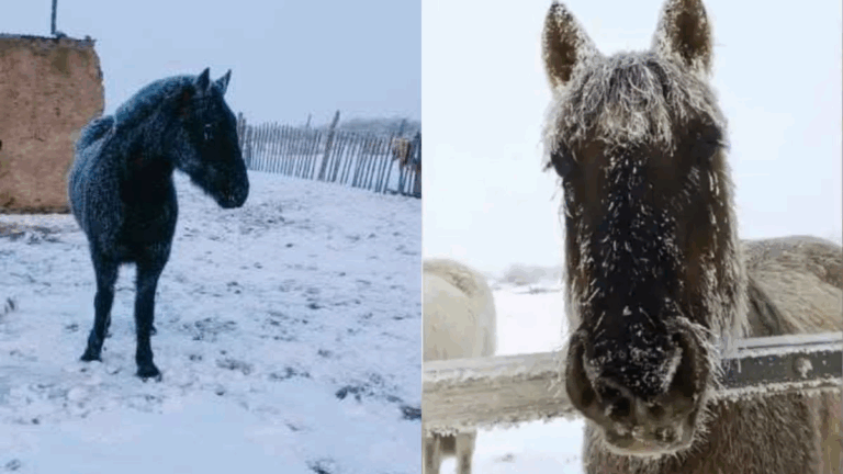 Todo congelado: el pueblo más frío patagónico registró -16 y dejó postales heladas