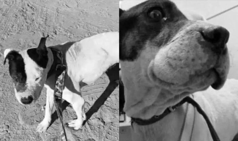 Escalofriante: mató a golpes a un perro en tratamiento oncológico e irá a juicio