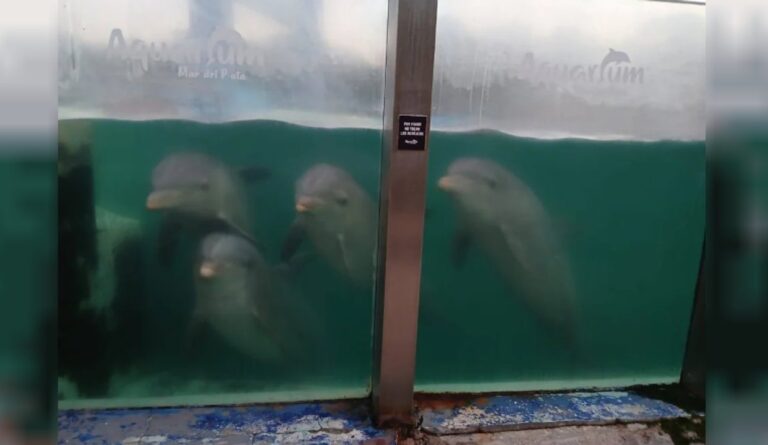 Imágenes estremecedoras revelaron el abandono de animales en el ex Aquarium de Mar del Plata