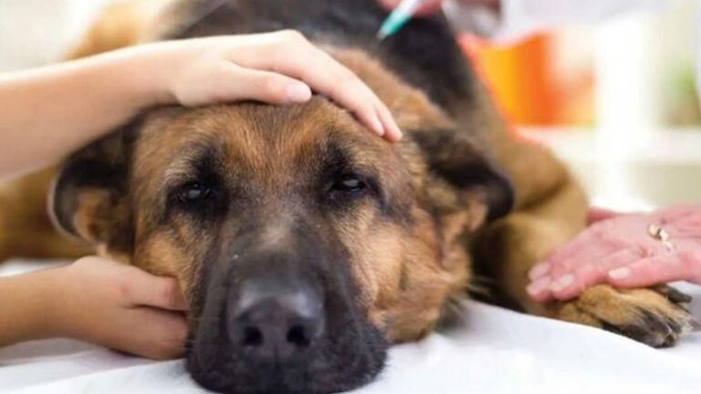 Rescatan más de 50 perros de un criadero por maltrato animal