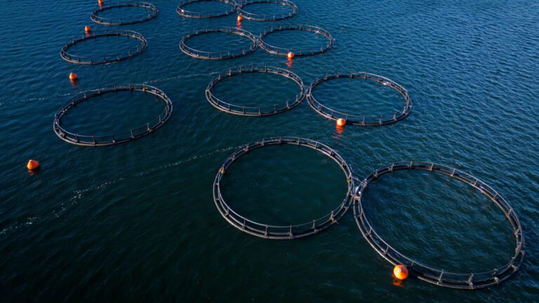 Preocupación en Tierra del Fuego por posibles riesgos si habilitan salmonicultura