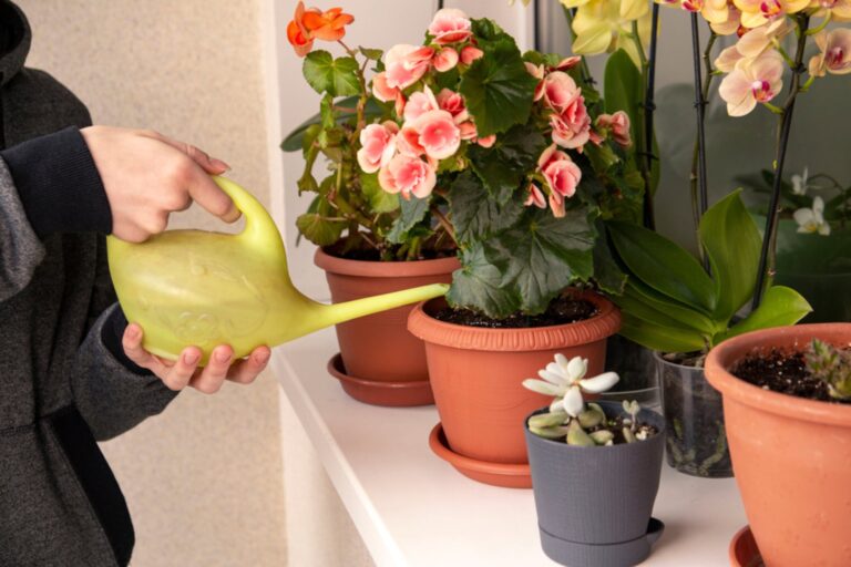 Cuáles son las plantas de interior con flores ideales para el otoño en Estados Unidos