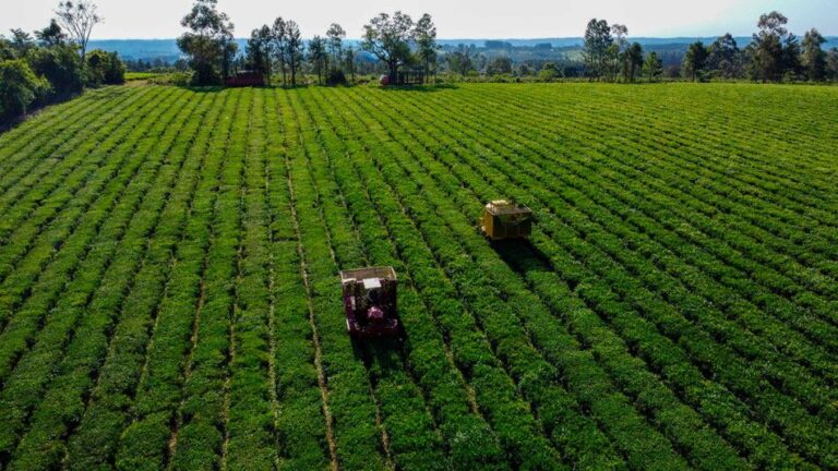 Crisis profunda: la bebida más popular está en un laberinto y bajo amenaza de perder un reinado en Estados Unidos
