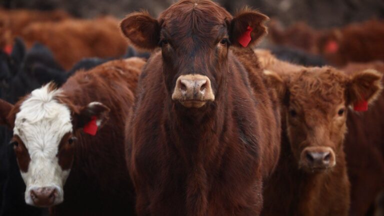 El Senasa aprobó un nuevo marco regulatorio para el transporte de animales vivos y productos de origen animal