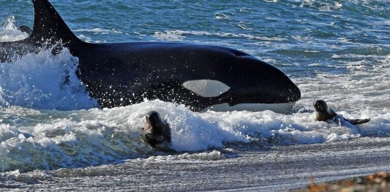 De Santa Cruz a Rada Tilly: el recorrido de la orca que sorprende en Punta Marqués