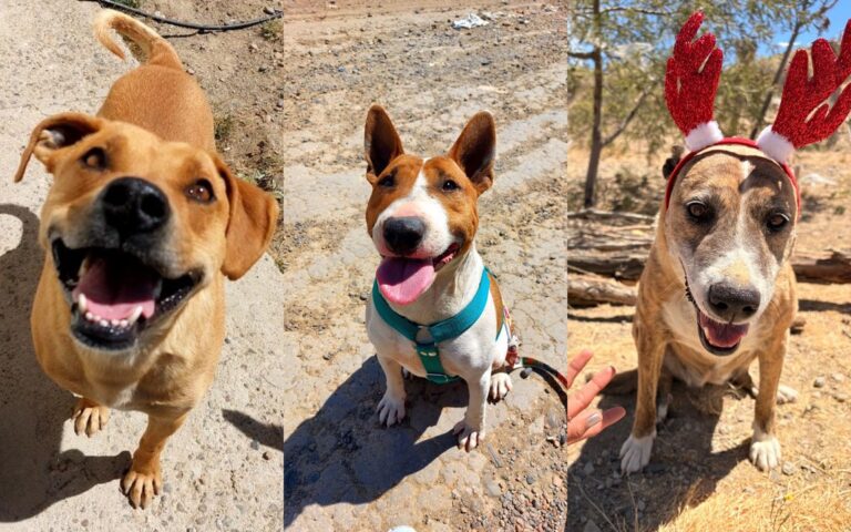 No compres, adoptá: los perros del Dispensario de Comodoro buscan una familia para toda la vida