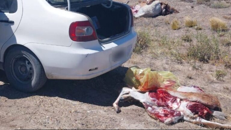 Decomisan guanacos faenados a un cazador