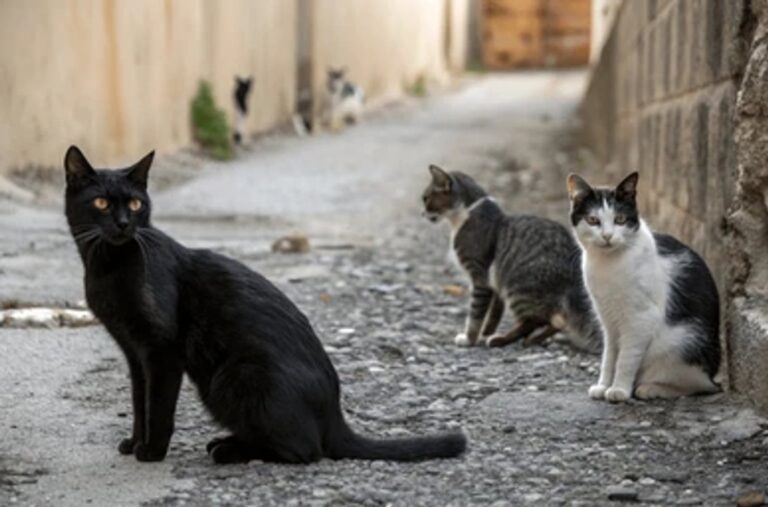 Macabro: allanaron una carnicería tras ser denunciada por vender carne de gato