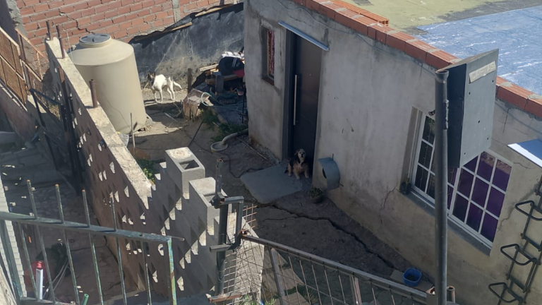 En medio de la catástrofe se implementó un plan de rescate de mascotas