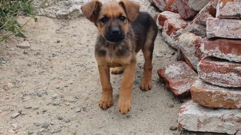 Denuncian el abandono de diez cachorros en Km 12